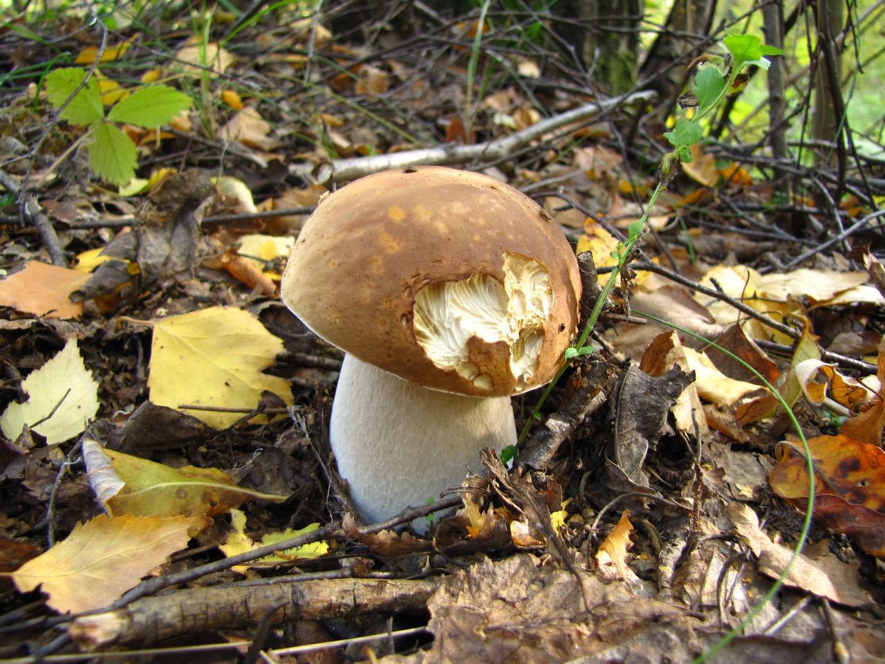 Фотография к публикации «Грибной сезон в заповеднике «Тульские засеки» 🍄‍🟫»